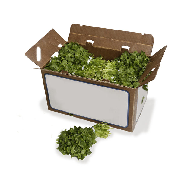 CILANTRO Case-60 Bunches